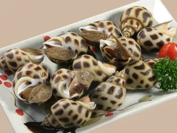 Ốc Hương - ばい貝